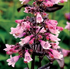 Penstemon Dakota Burgundy