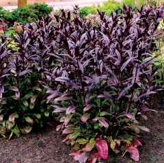 Penstemon Dakota Burgundy