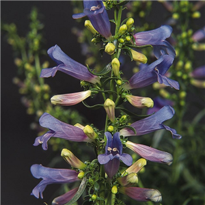 Penstemon Electric Blue