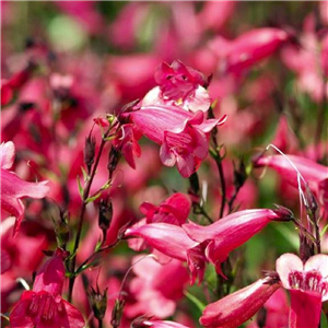 Penstemon Firebird (Schoenholzeri)