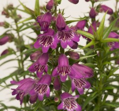 Penstemon Harlequin Violet