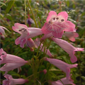 Penstemon Hidcote Pink