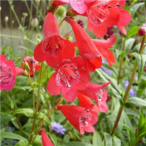 Penstemon King George V