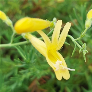 Penstemon pinifolius Mersea Yellow