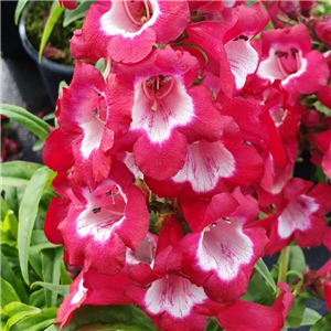 Penstemon Pentastic Red