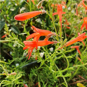 Penstemon pinifolius