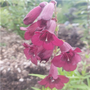 Penstemon Rich Ruby