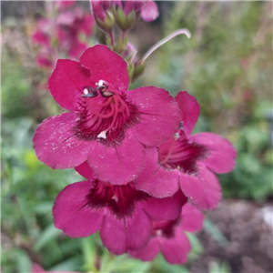 Penstemon Rich Ruby