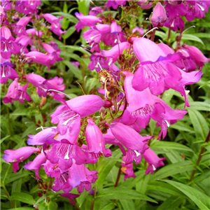 Penstemon Sour Grapes