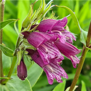 Penstemon whippleanus