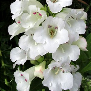 Penstemon White Bedder