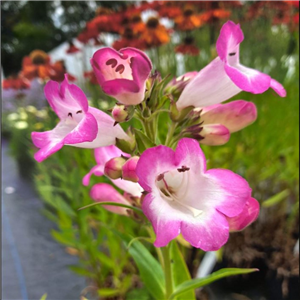 Penstemon Pensham Laura