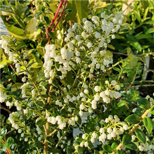 Pernettya mucronata Snow White