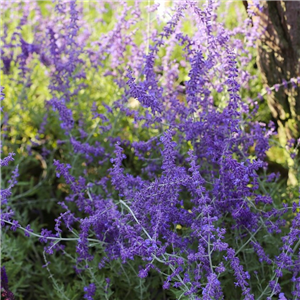 Perovskia Lacey Blue Salvia yangii Lacey Blue