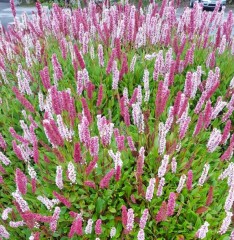 Persicaria affinis Superba