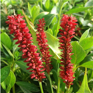 Persicaria amplexicaulis Blackfield