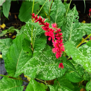 Persicaria amplexicaule Eastfield