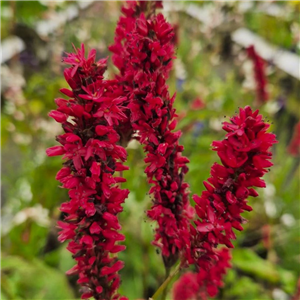 Persicaria Fat Domino