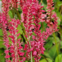 Persicaria amplexicaule Firetail