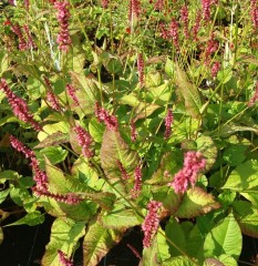 Persicaria amplexicaule Firetail