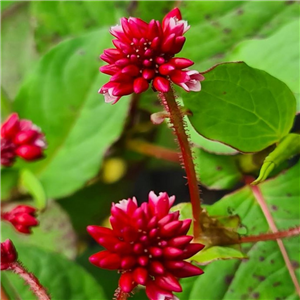 Persicaria Indian Summer