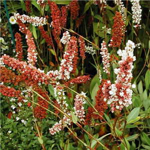 Persicaria affinis Darjeeling Red