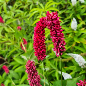 Persicaria amplexicaulis Dikke Floske