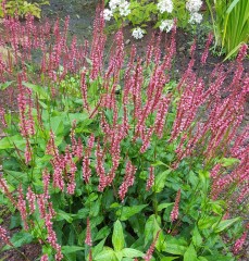 Persicaria amplexicaule Orange Field