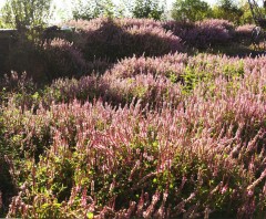 Persicaria vacciniIfolium