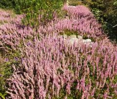 Persicaria vacciniIfolium