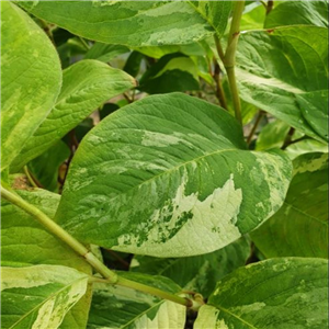 Persicaria virginiana Variegata