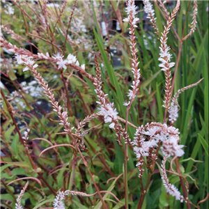 Persicaria amplexicaule White Eastfield