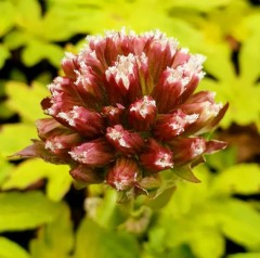 Petasites fulgidus var. palmatus Golden Palms