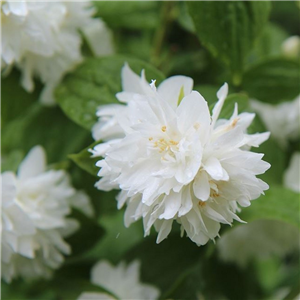 Philadelphus Minnesota Snowflake