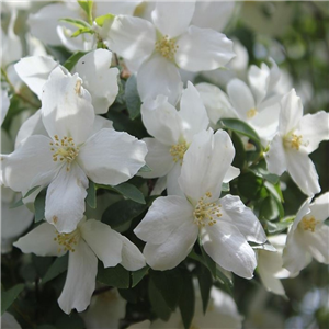 Philadelphus Silver Showers