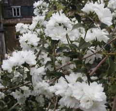 Philadelphus Snow Storm