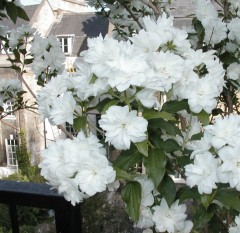 Philadelphus Snow Storm