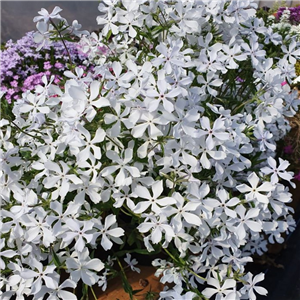 Phlox divaricata White Perfume