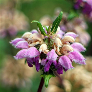 Phlomis tuberosa