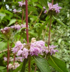 Phlomis tuberosa