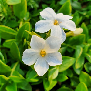 Phlox adsurgens Alba