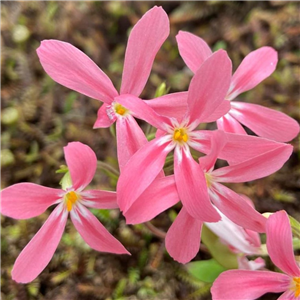 Phlox adsurgens Wagon Wheels