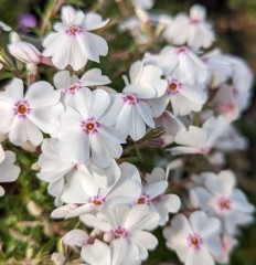 Phlox subulata Amazing Grace