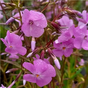 Phlox carolina Bill Baker