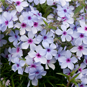 Phlox divaricata Chattahooccee