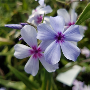 Phlox divaricata Chattahooccee