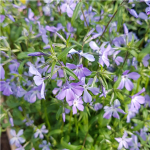 Phlox divaricata Blue Moon