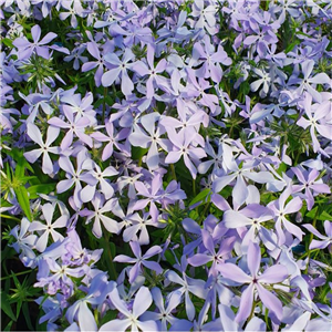 Phlox divaricata Clouds of Perfume