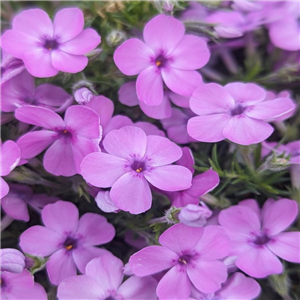 Phlox douglasii Georg Arends