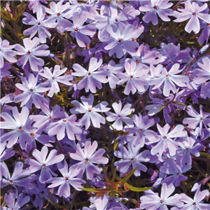 Phlox subulata Emerald Cushion Blue